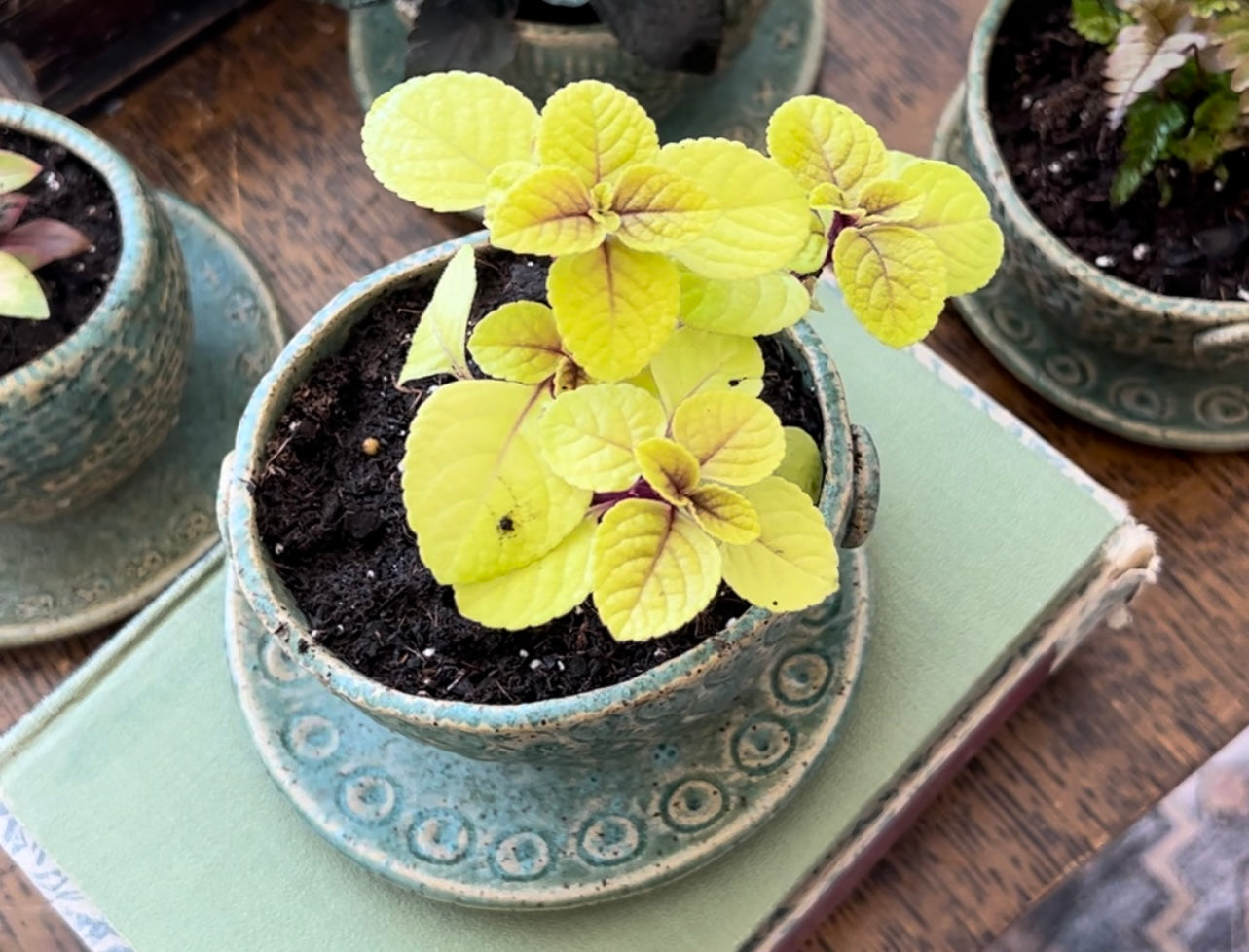 Nature Planter - Turquoise