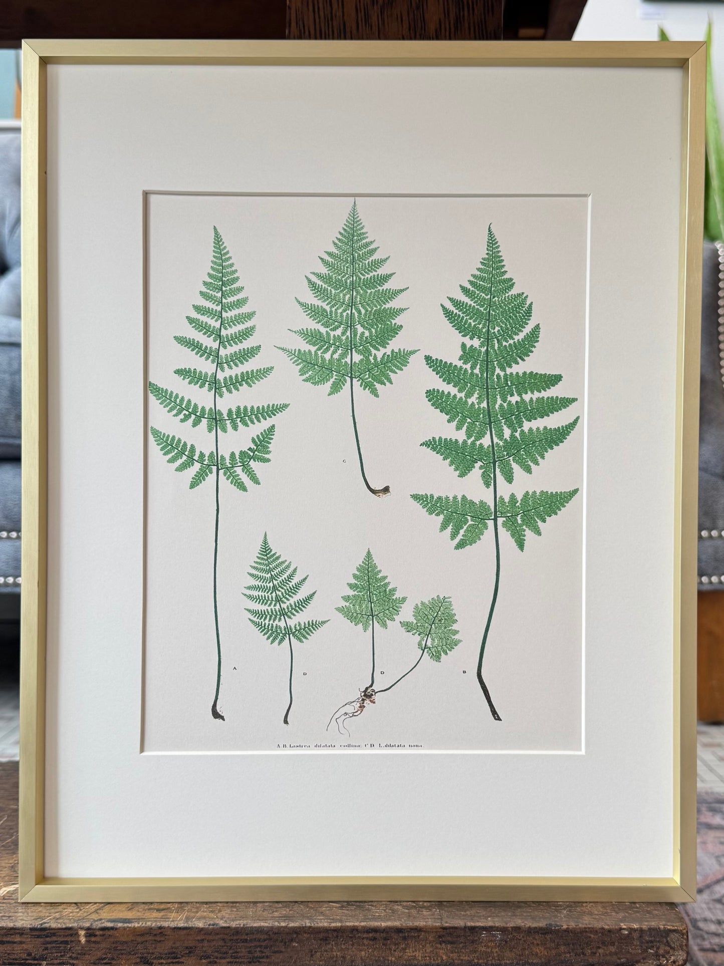 "Broad Prickly Toothed Buckler Fern" - Framed Print