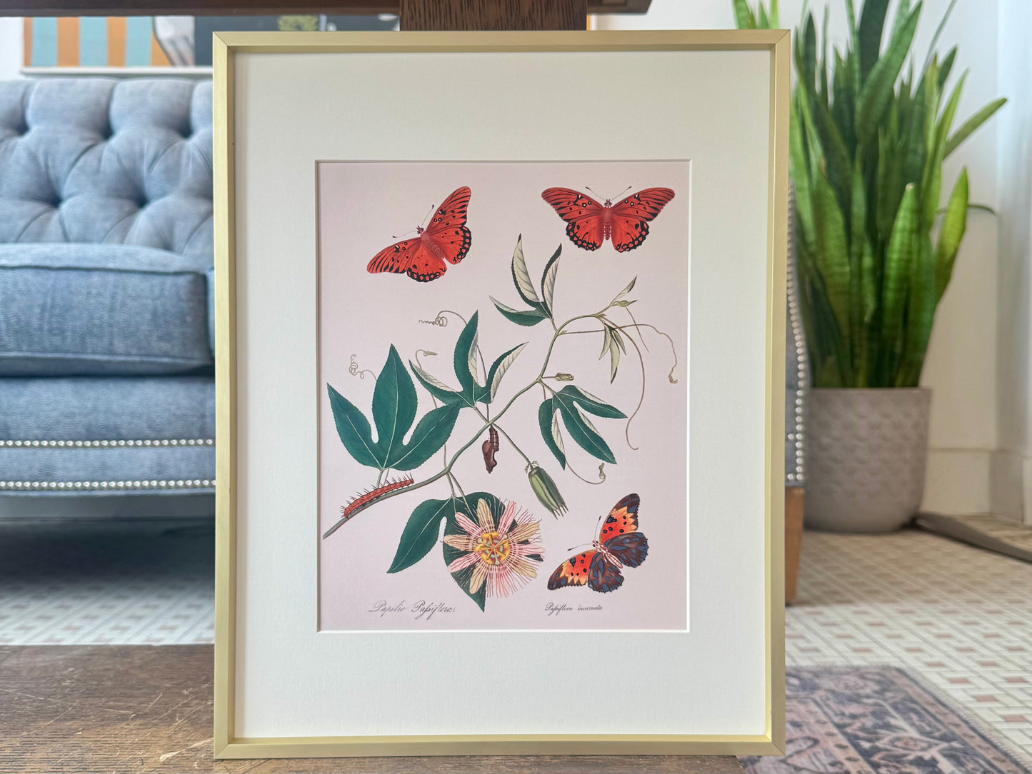 "Butterfly and Passionflower" - Framed Print