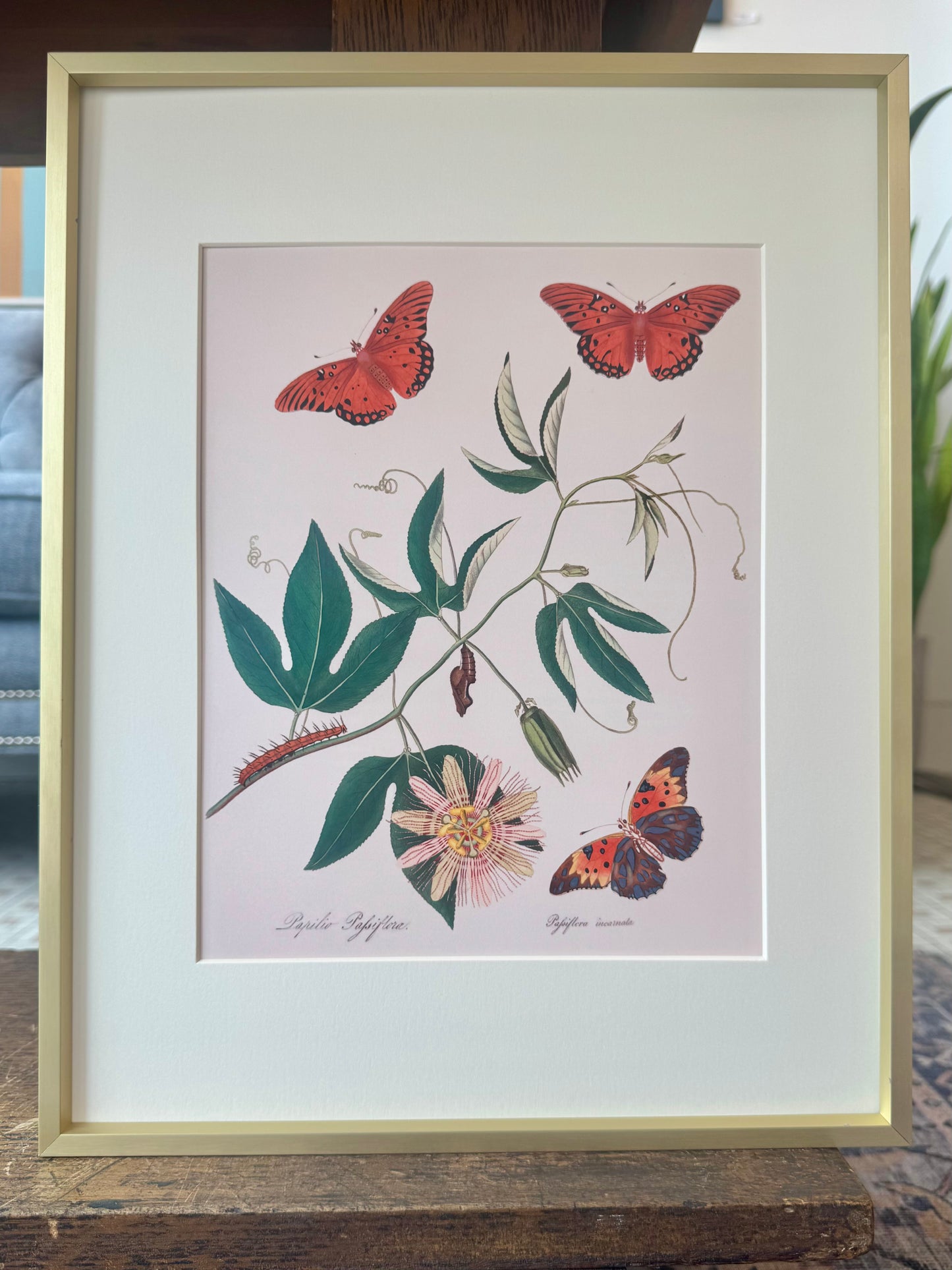 "Butterfly and Passionflower" - Framed Print