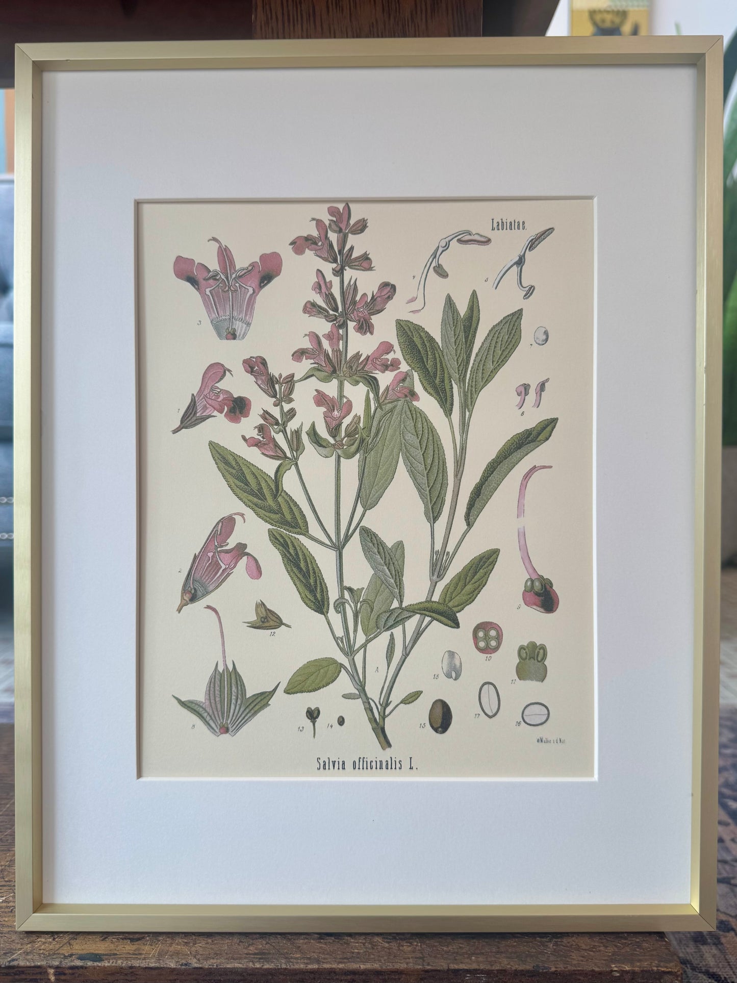 "Sage" - Framed Print