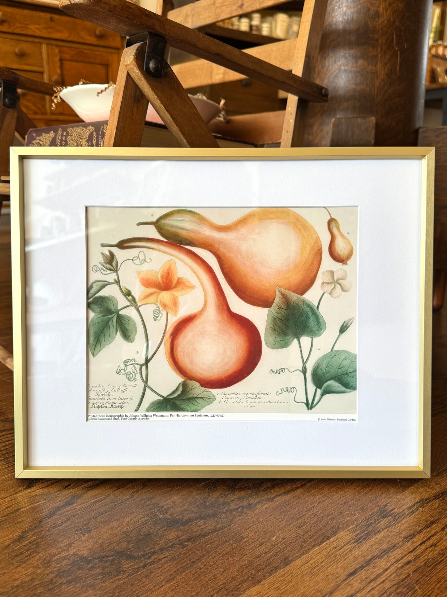 "Gourds with Flowering Vines" - Framed Print