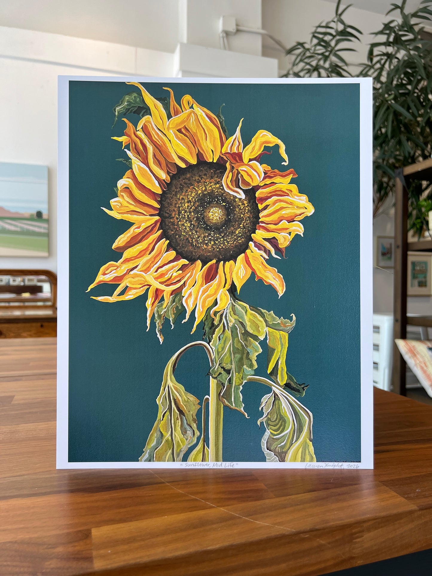 "Sunflower, Mid Life" - Print
