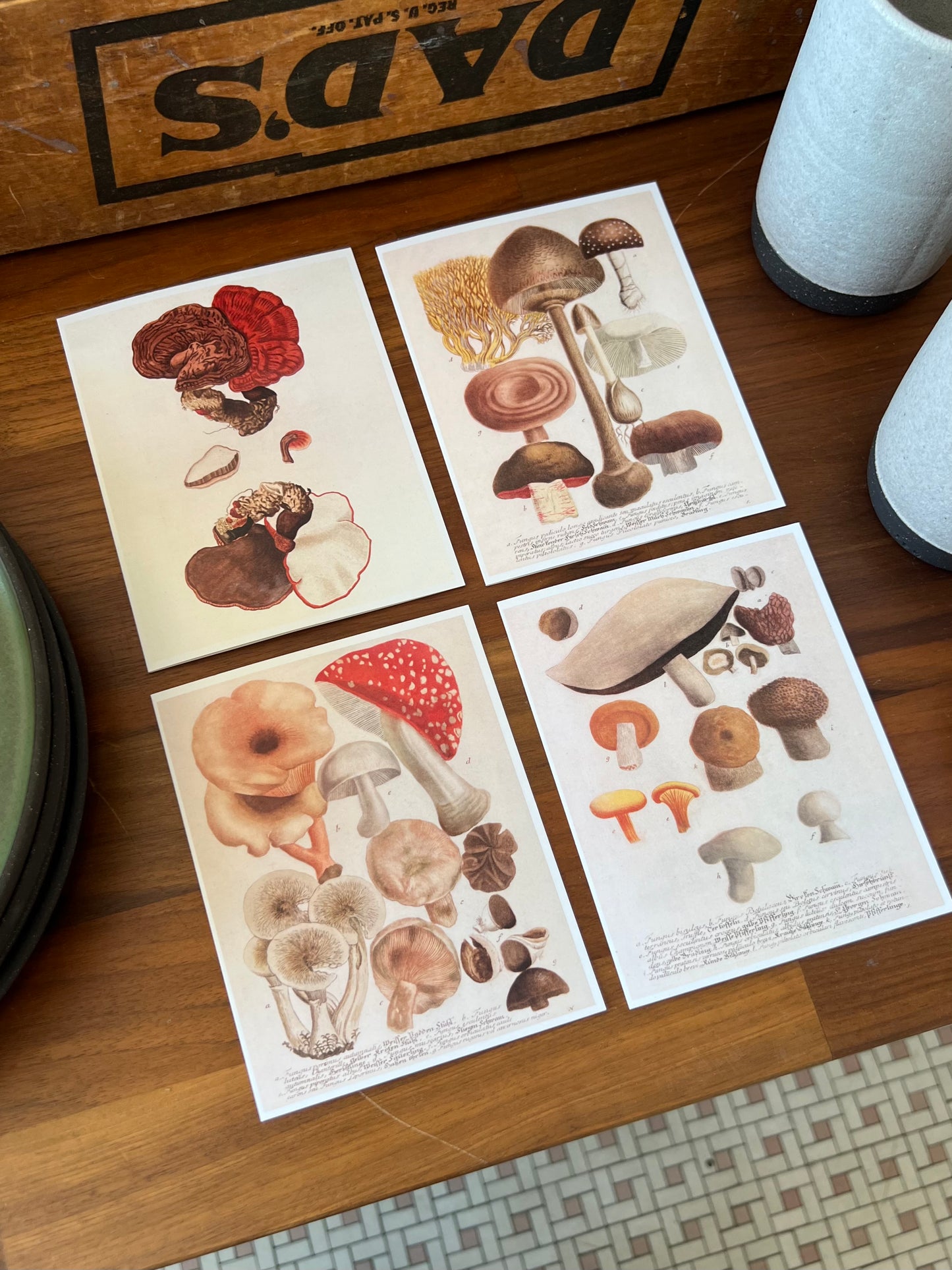 Mushroom Notecard Pack