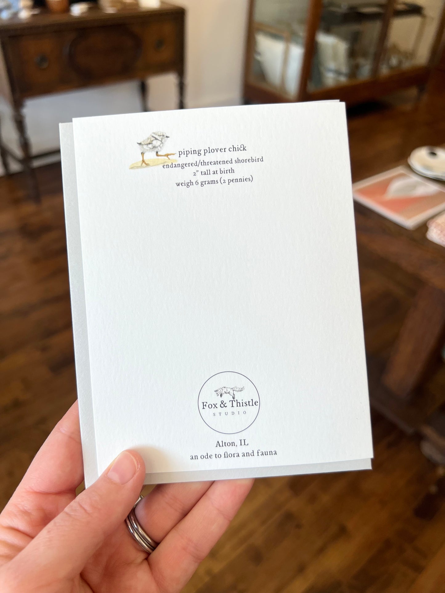 Piping Plover Baby Card