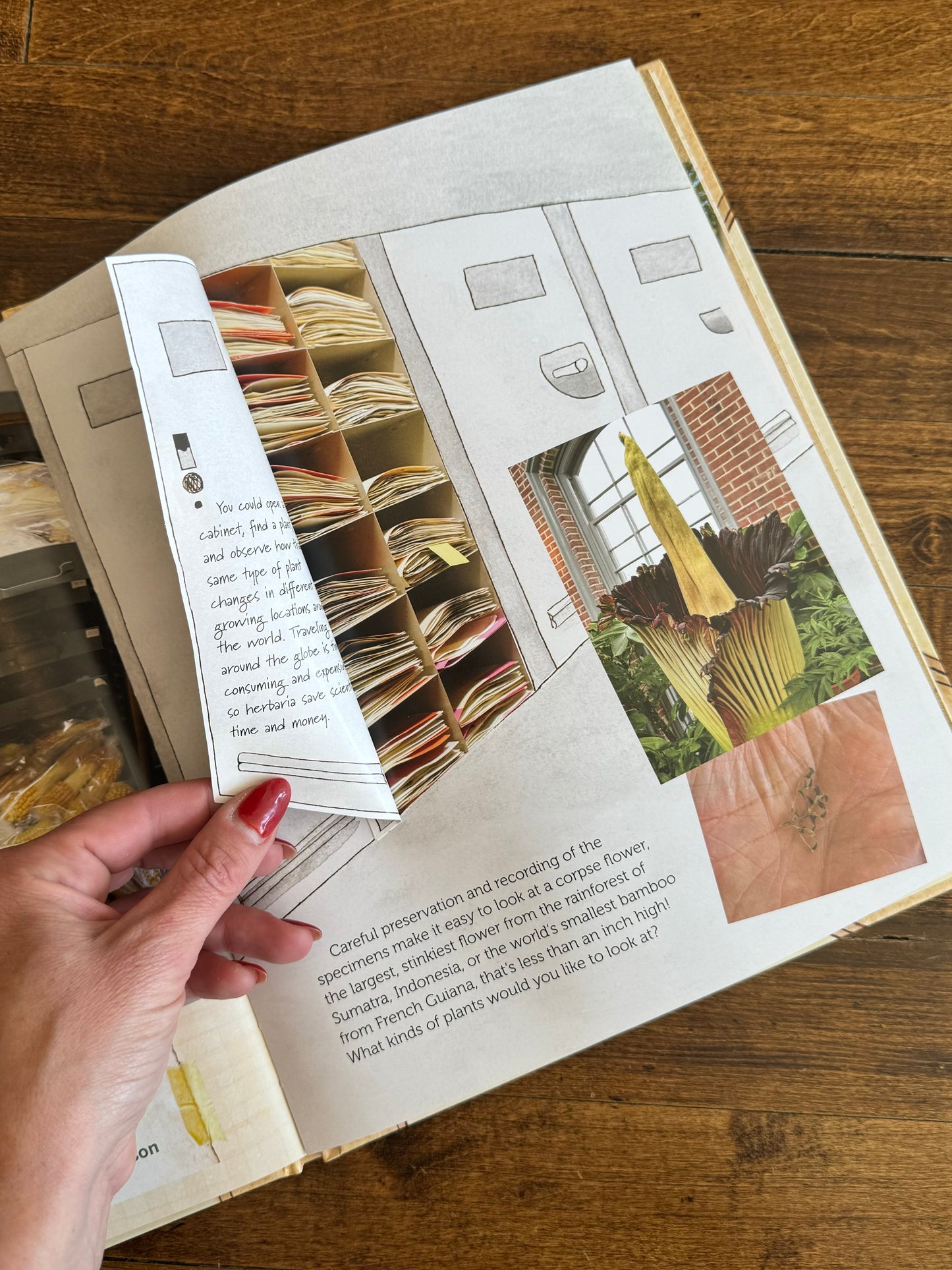 "Herbaria: A Guide for Young People"