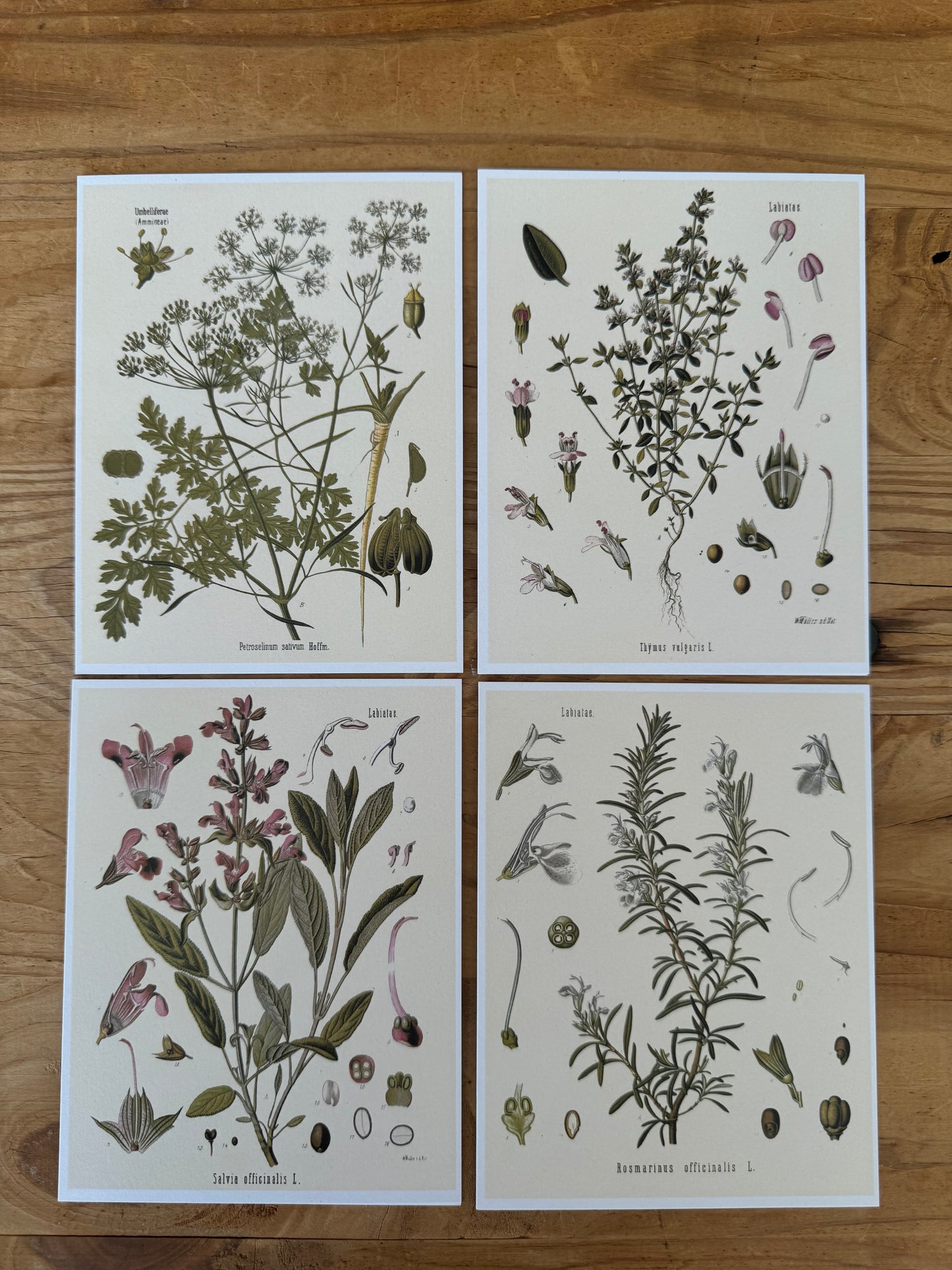 Culinary Herbs Notecard Pack