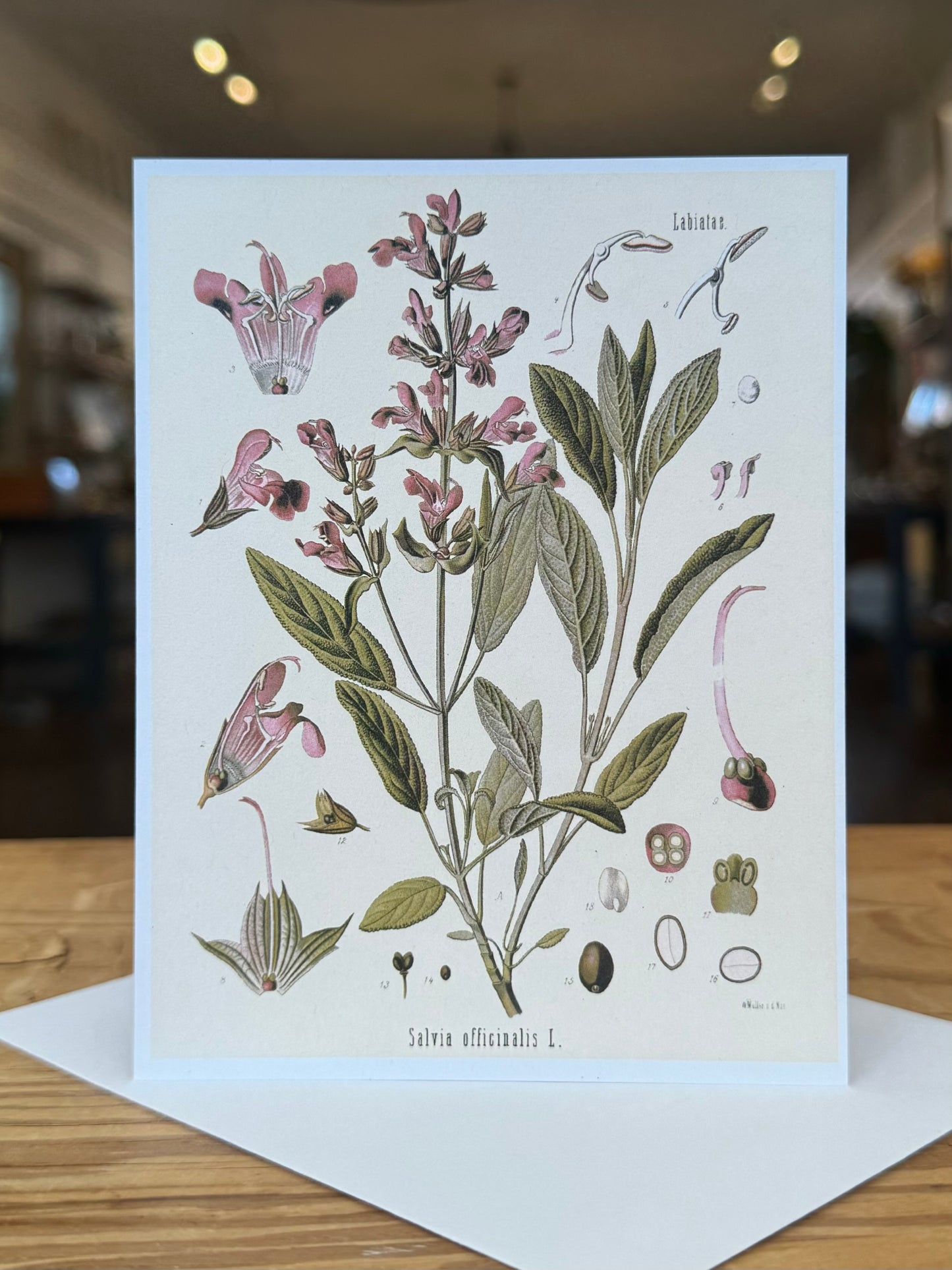 Culinary Herbs Notecard Pack