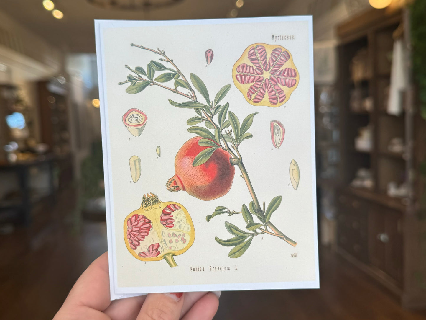 Pomegranate Greeting Card