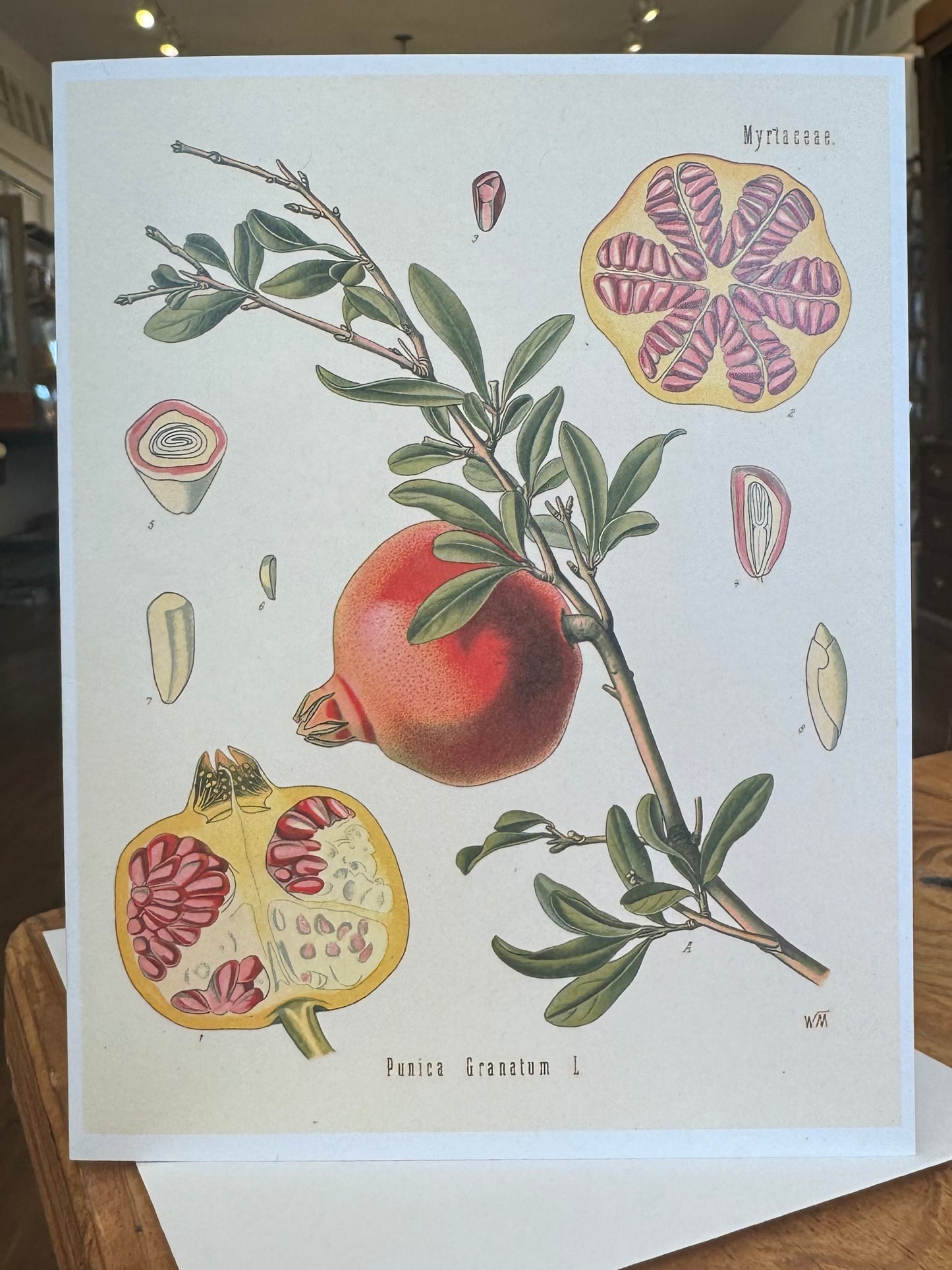 Pomegranate Greeting Card