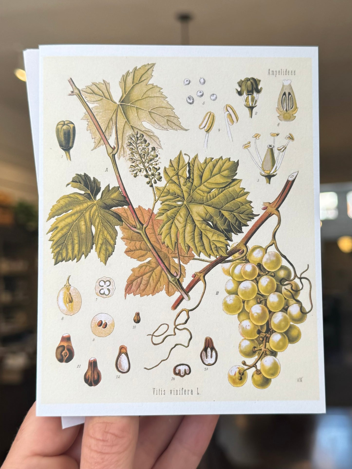 White Wine Grape Greeting Card