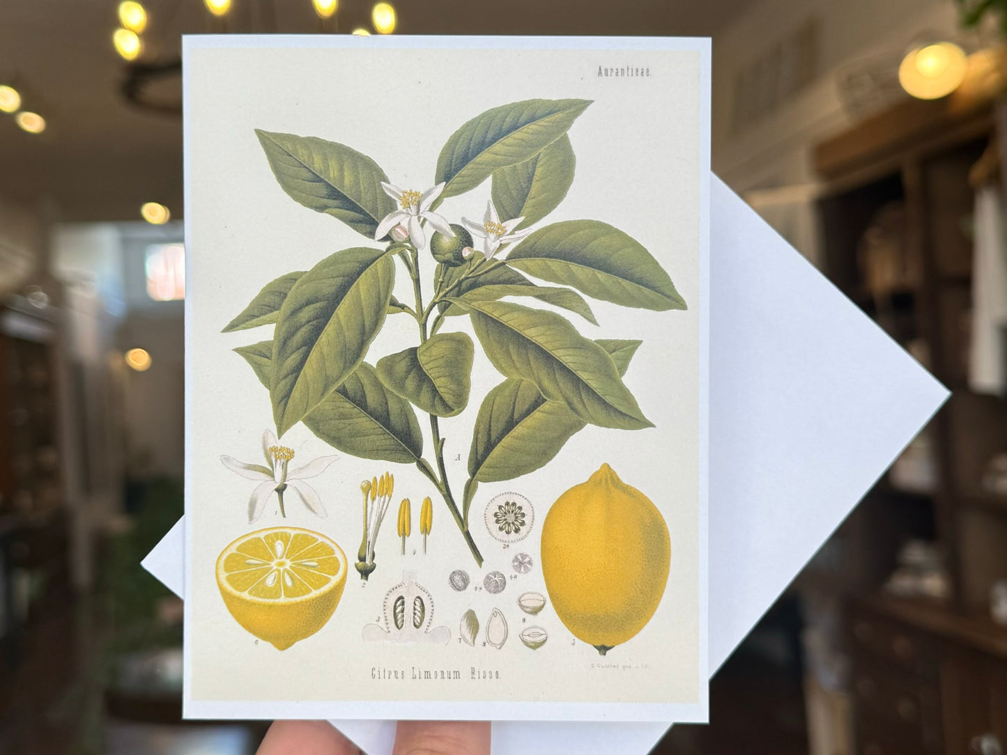 Lemon Greeting Card