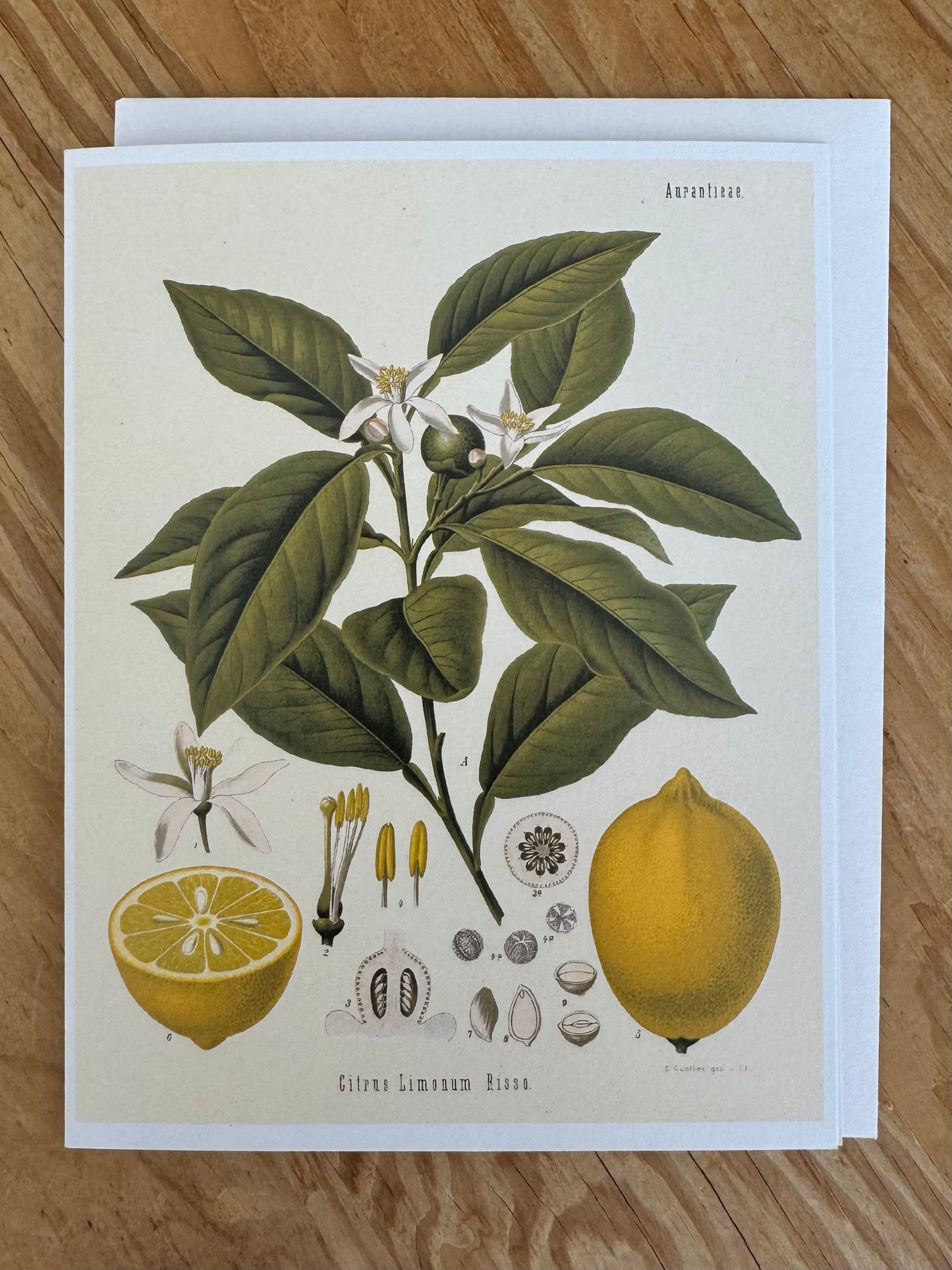 Lemon Greeting Card