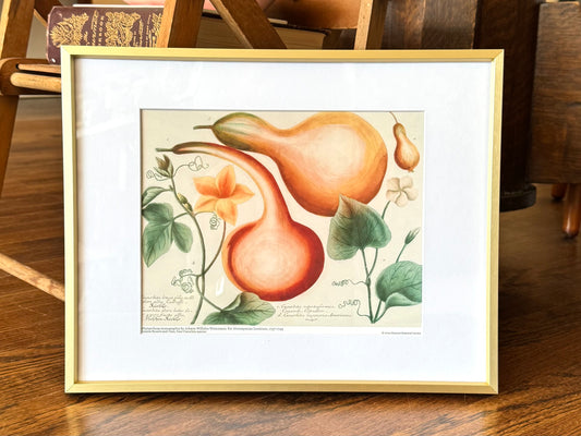 "Gourds with Flowering Vines" - Framed Print
