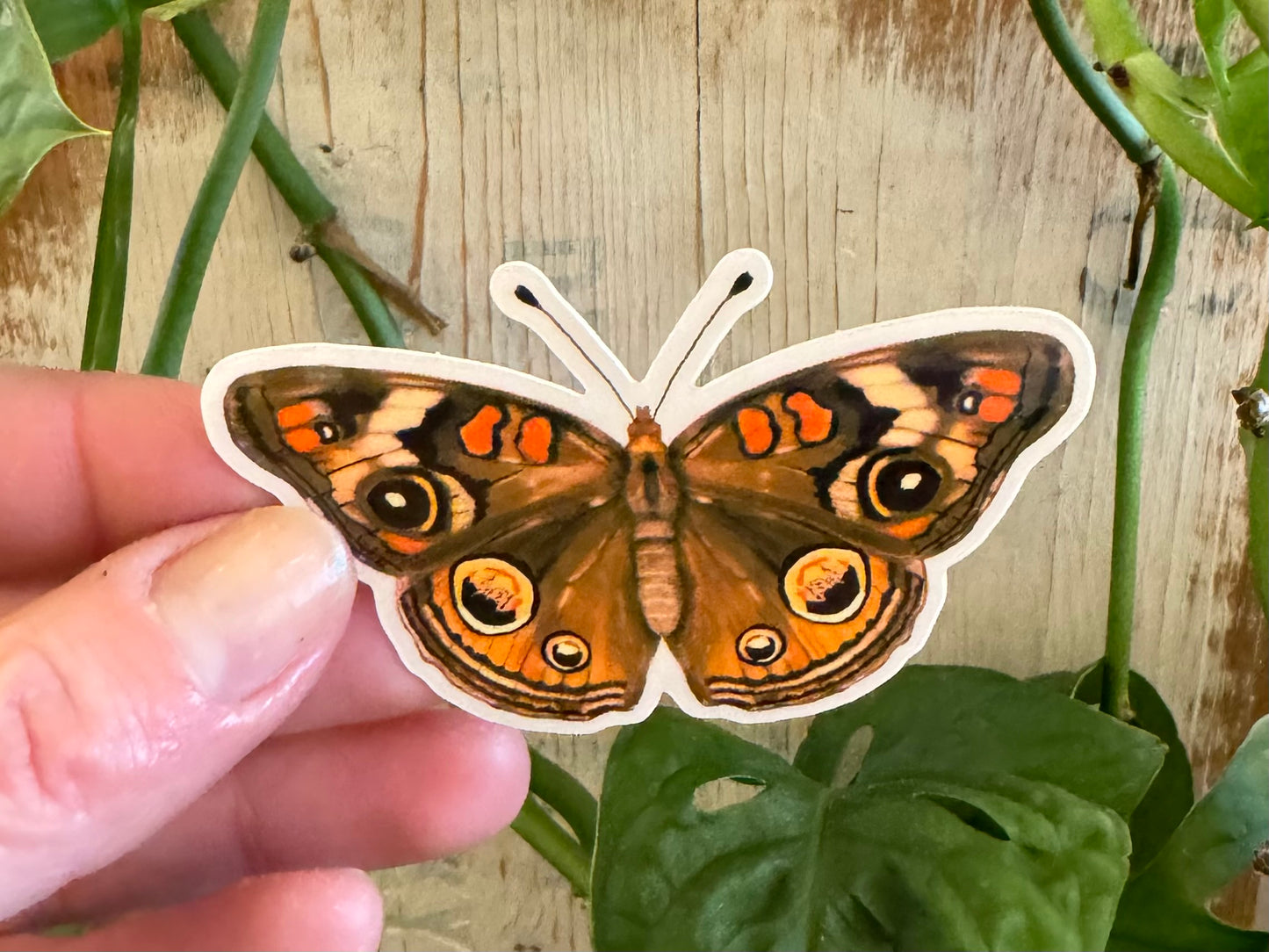 Buckeye Butterfly Sticker