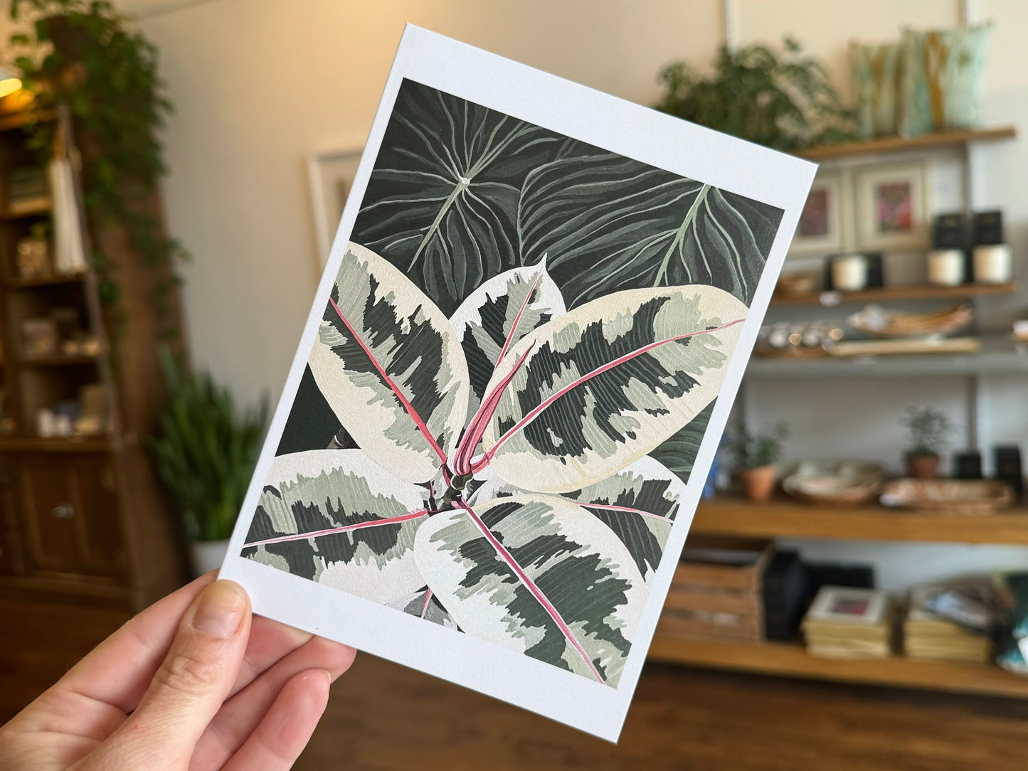 Rubber Plant Greeting Card